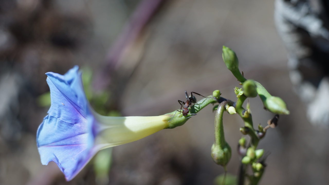小さきもの達の世界
