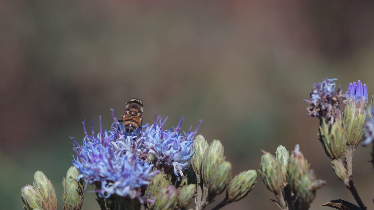 小さきもの達の世界